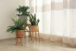 Beautiful houseplants near window in light room, space for text. Interior design