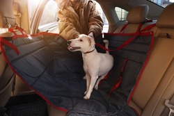 Woman fastening her cute Jack Russel Terrier dog with safety belt in bag carrier inside car. Pet accessory