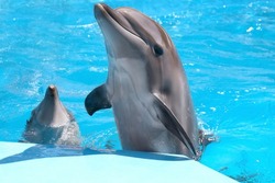 Dolphins in pool at marine mammal park