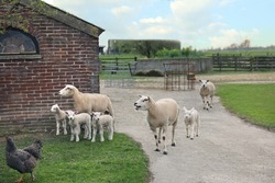 Chicken, sheep and cute lambs in farmyard