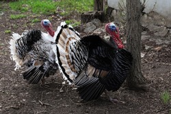 Beautiful free range turkeys walking in farmyard