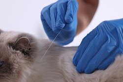 Veterinary holding acupuncture needle near cat's neck on white background, closeup. Animal treatment