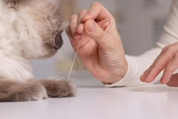 Veterinary holding acupuncture needle near cat's paw indoors, closeup. Animal treatment