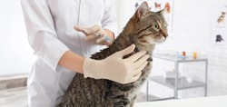 Professional veterinarian vaccinating cute cat in clinic. Banner design