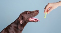 Woman giving tasty bone shaped cookie to her dog on light blue background, closeup