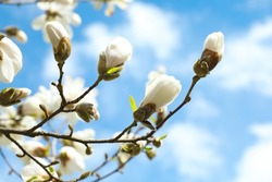Magnolia tree with delicate white flower buds against blue sky, closeup