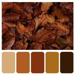 Color palette appropriate to photo of beautiful wet orange autumn leaves, top view