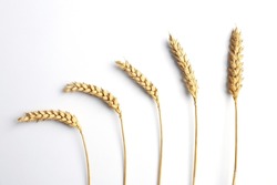 Ears of wheat on white background, flat lay