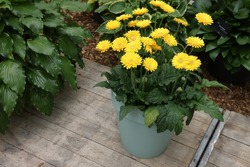 Potted gerbera plant with bright yellow flowers outdoors