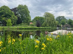 Beautiful yellow iris flowers growing near city canal with moored boat