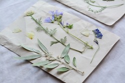 Sheets of paper with dried flowers and leaves on white fabric, closeup