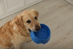 Cute hungry Labrador Retriever carrying feeding bowl in his mouth indoors, space for text
