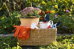 Basket with watering can, gardening tools and rubber gloves in garden