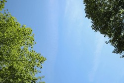 Beautiful trees with bright leaves against sky on sunny day, bottom view. Space for text