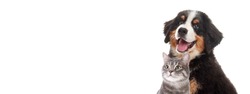 Happy pets. Adorable Bernese Mountain Dog puppy and gray tabby cat on white background. Banner design