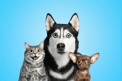 Cute surprised animals on light blue background. Tabby cat, Siberian Husky and Chihuahua dogs with big eyes