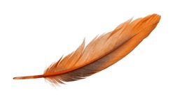 Beautiful orange bird feather isolated on white