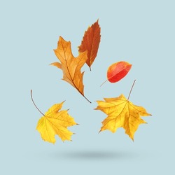 Different autumn leaves falling on pale light blue background