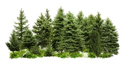 Different green trees and plants on white background
