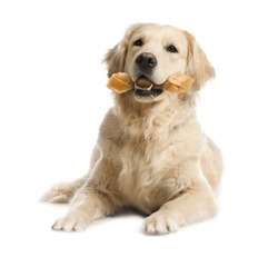 Cute Golden Retriever dog holding chew bone in mouth on white background