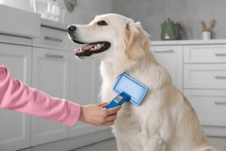 Woman brushing cute Labrador Retriever dog's hair at home, closeup