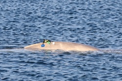 Beluga whale or White whale (Delphinapterus leucas) swimming on sea surface in winter cold water. Wild sea mammal in natural habitat. Satellite tracking equipment attached on the back of animal.