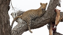 leopard in a tree with a kill