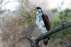 African Hawk-Eagle perched on a branch.