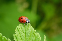 Close-up of a ladybug on a green leaf. Beautiful nature background. Soft focus - Image