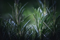 Close up with details of rosemary. Individual rosemary needles