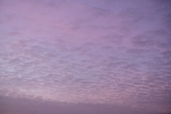 Clouds, sky in the afterglow at sunset. Small fleecy, fluffy clouds, cirrocumulus as background.