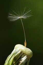 Last single seed standing on top of white dandelion flower. Marco photo, closeup, bright green background