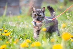 Grey cat in the dandelions