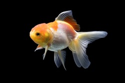 Silver fish, goldfish, are popular aquatic animals that are kept in aquariums. Goldfish isolated on black background. Goldenfish isolated on black background. Thailand.
