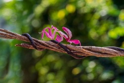 Orchid Mantis Camouflage. Pink praying mantis. The praying mantis on the vine.