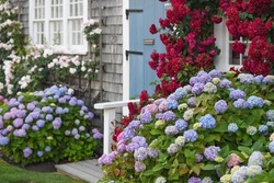 Beautiful summer blooms in Nantucket Island, summer of 2021. Pink and purple hydrangeas make spectacular summertime vistas on this salty island out at sea.