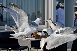 Pesky Seagulls stealing food from table