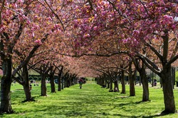 Brooklyn, New York: Visitors relax in the colonnade of cherry blossom trees in full bloom at the Brooklyn Botanic Garden.