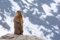 Yellow-bellied Marmot high up in the mountains. Some snow on the mountains behind. Colorado, USA.