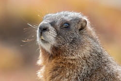 Close up of Yellow-bellied Marmot. Colorado, USA. Fall colors in background.
