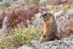 Yellow-bellied Marmot sitting on the tundra, surrounded by warm fall colors. Colorado, USA.