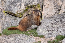Yellow-bellied Marmot with paws on a rock.