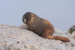 Yellow-bellied Marmot sitting on a rock.