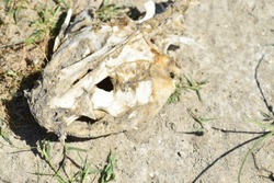 Catfish skull on sandy beach.