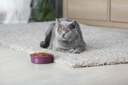Adorable cat near bowl with food at home
