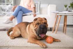 Cute Shar-Pei dog with owner at home