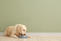 Cute dog eating food from bowl near color wall