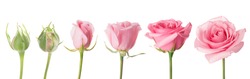 Blooming stages of rose flower on white background