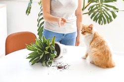 Owner scolding cat for overturned houseplant on table