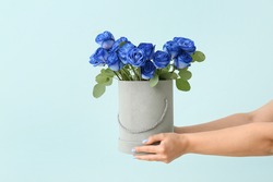 Hands with beautiful blue roses on color background